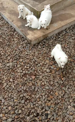 1-3 Month Male Purebred Japanese Spitz