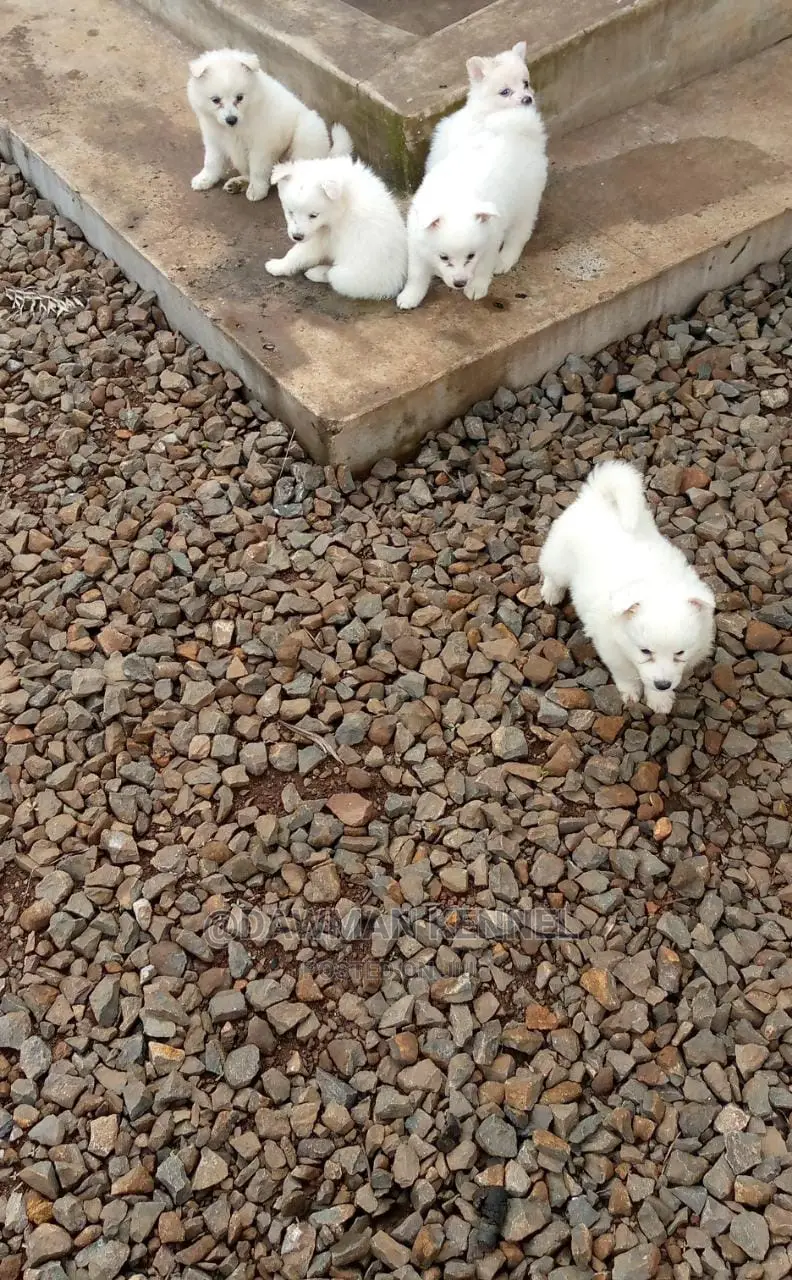 1-3 Month Male Purebred Japanese Spitz