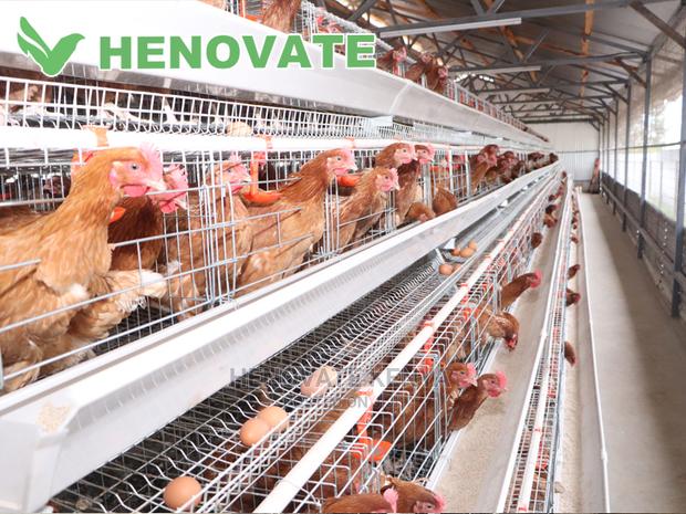128 Hens Cage - thumbnail 4