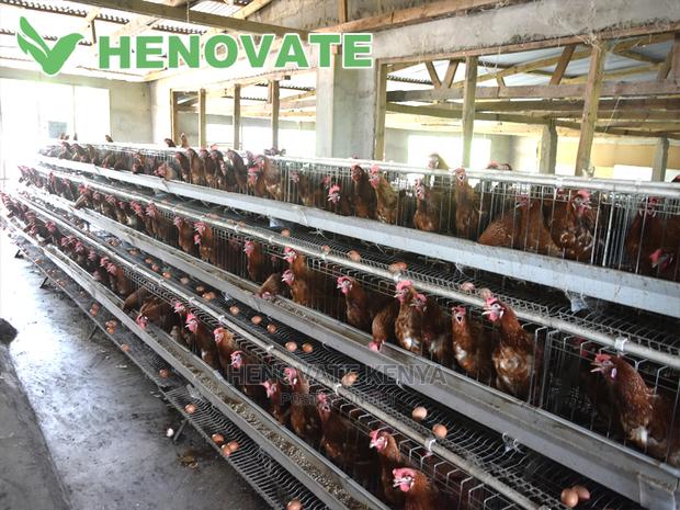 A Type Chicken Cages - thumbnail 4