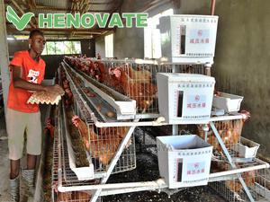 A Type Chicken Cages - thumbnail 2