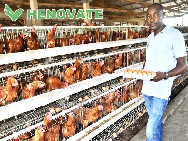 A Type Chicken Cages - thumbnail 3