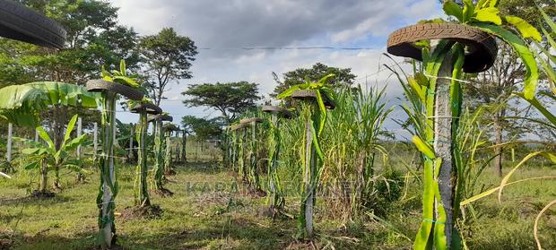 Dragon Fruit Seedlings - thumbnail 3