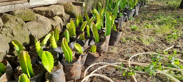 Dragon Fruit Seedlings - main view
