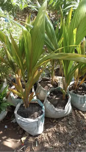 Dwarf Coconut / King Coconut 18 Month Maturity