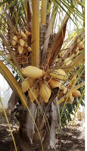 Dwarf Coconut / King Coconut 18 Month Maturity