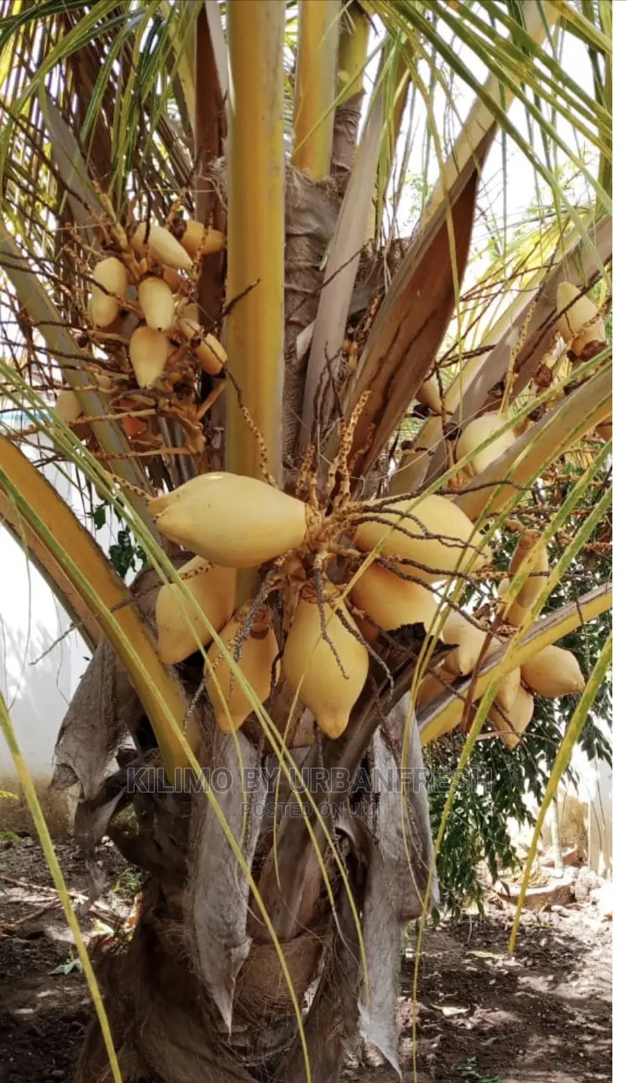 Dwarf Coconut / King Coconut 18 Month Maturity