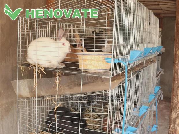 Rabbit Cages - thumbnail 5