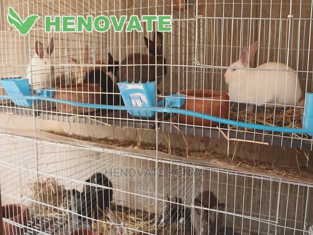 Rabbit Cages - thumbnail 4