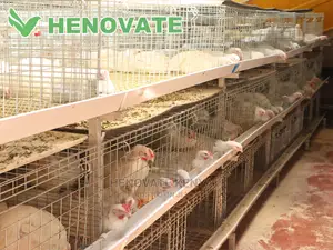 IMPROVED KIENYEJI/Broiler Cage