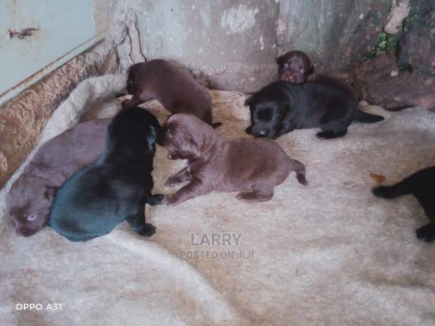 0-1 Month Female Purebred Labrador Retriever