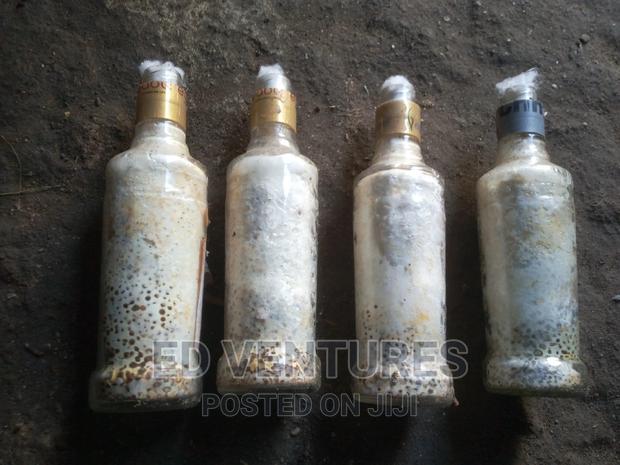 Mushroom Spawns (Seeds Or Grow Kits) - thumbnail 5