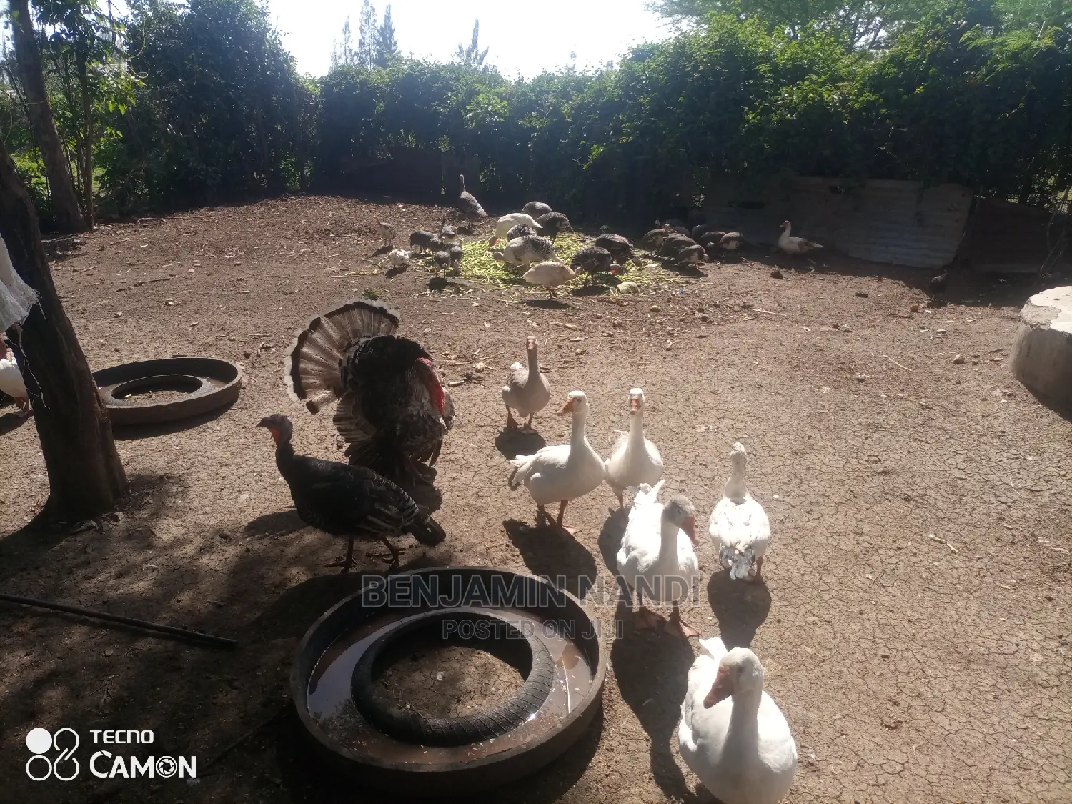 Healthy Mature Pure White(PAIR)Kanga.Whitechested Available.