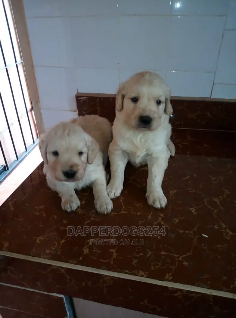 1-3 Month Male Purebred Labrador Retriever
