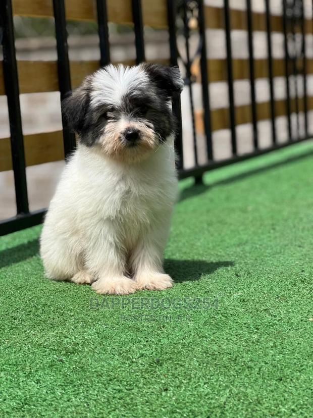 1-3 Months Male Purebred Maltese