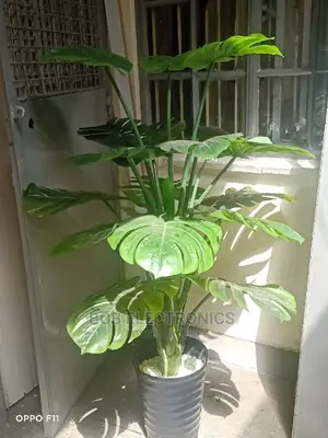 Big Monstera Plant