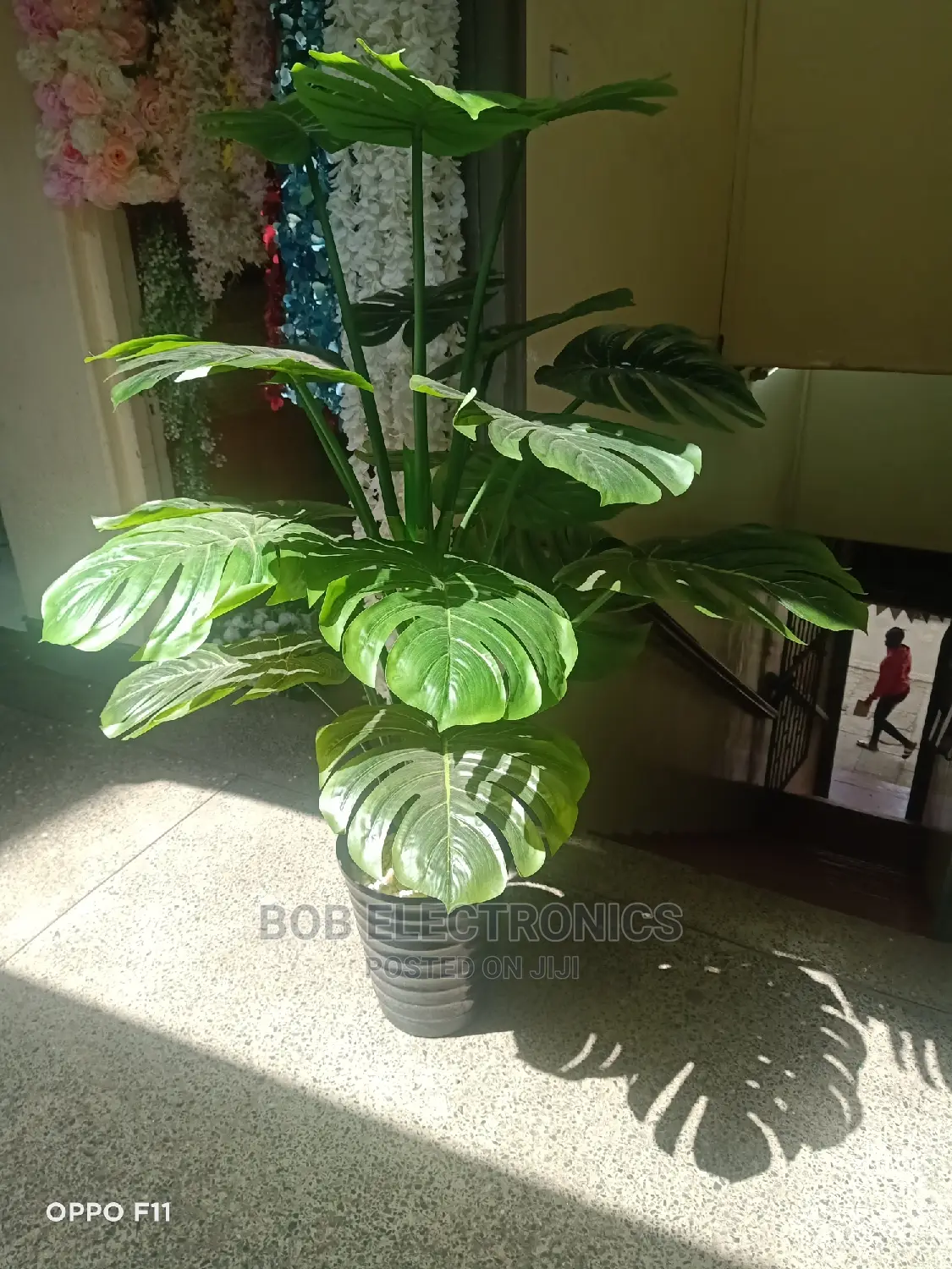 Big Monstera Plant