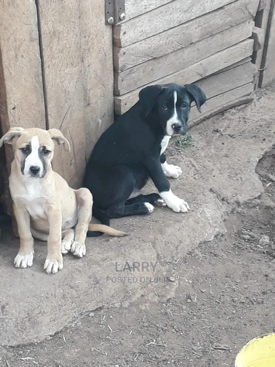 1-3 Month Female Purebred American Pit Bull Terrier