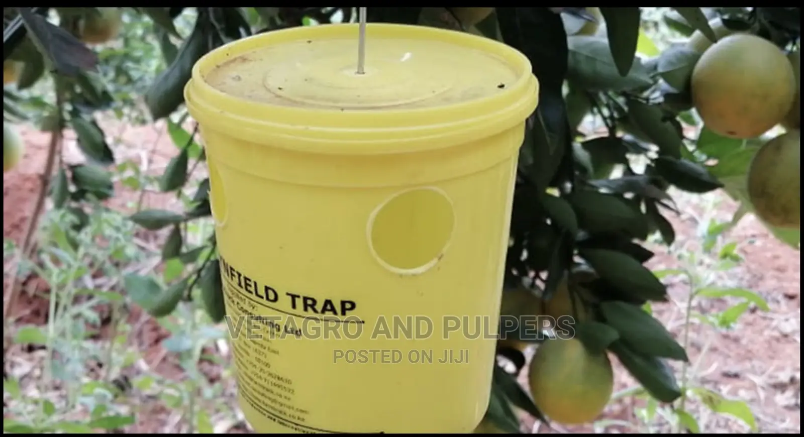 Bactrolure Fruit Flies Lure Lynfield Trap