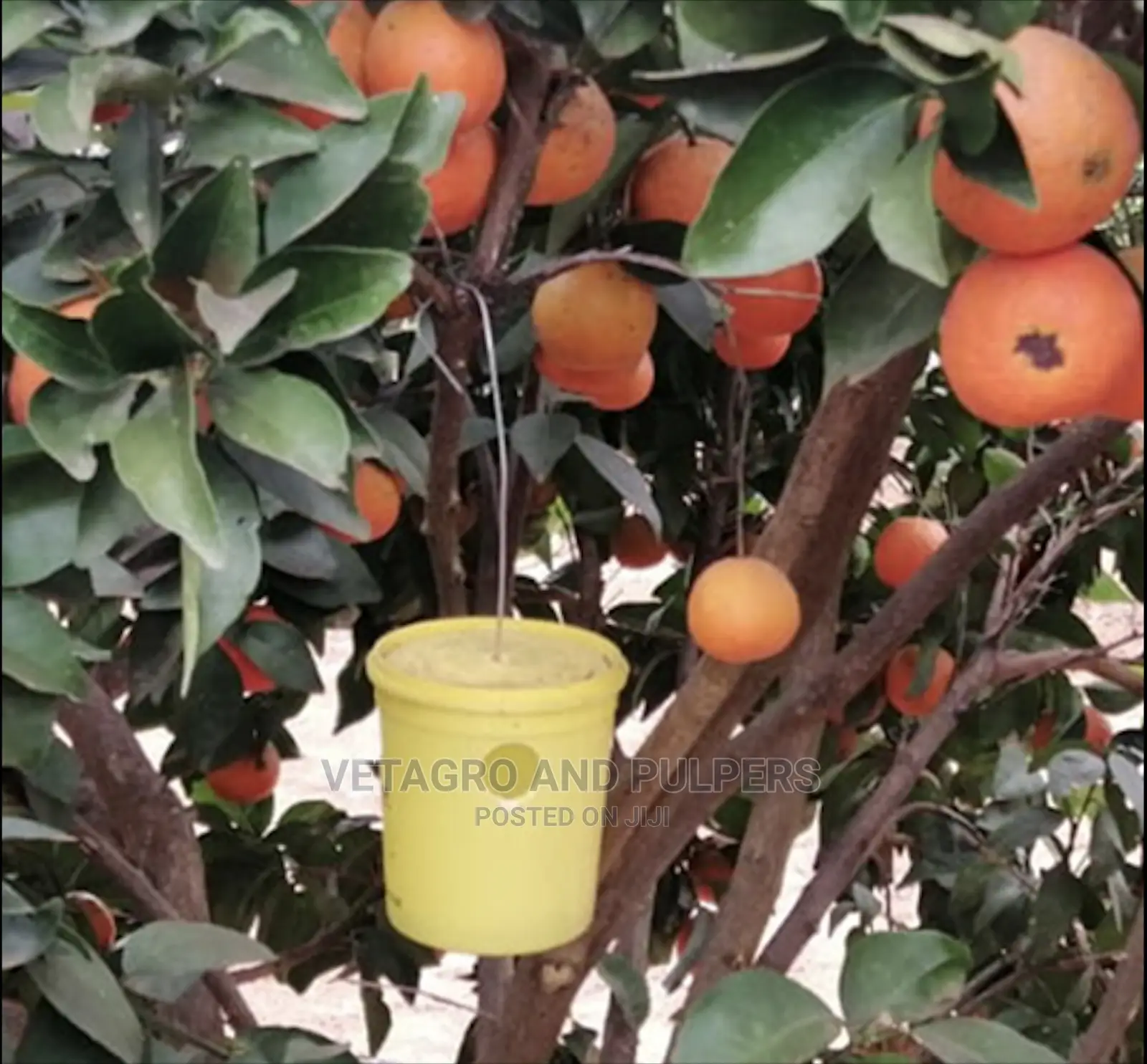 Bactrolure Fruit Flies Lure Lynfield Trap