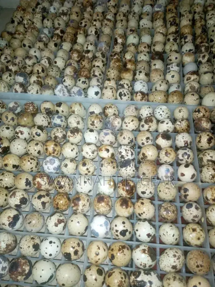 221 Quail Eggs Incubator Setter Trays