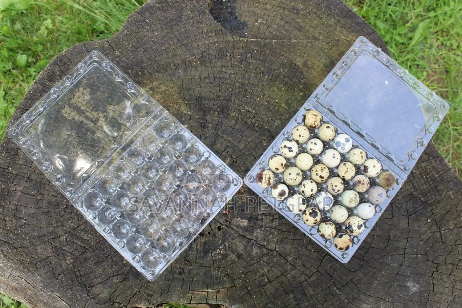 30 Quail Eggs Trays Transparent Plastic Eggs Trays