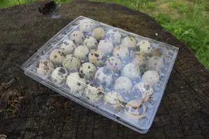 30 Quail Eggs Trays Transparent Plastic Eggs Trays