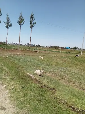 2 Acre Land on Sale at Magumu Kinangop