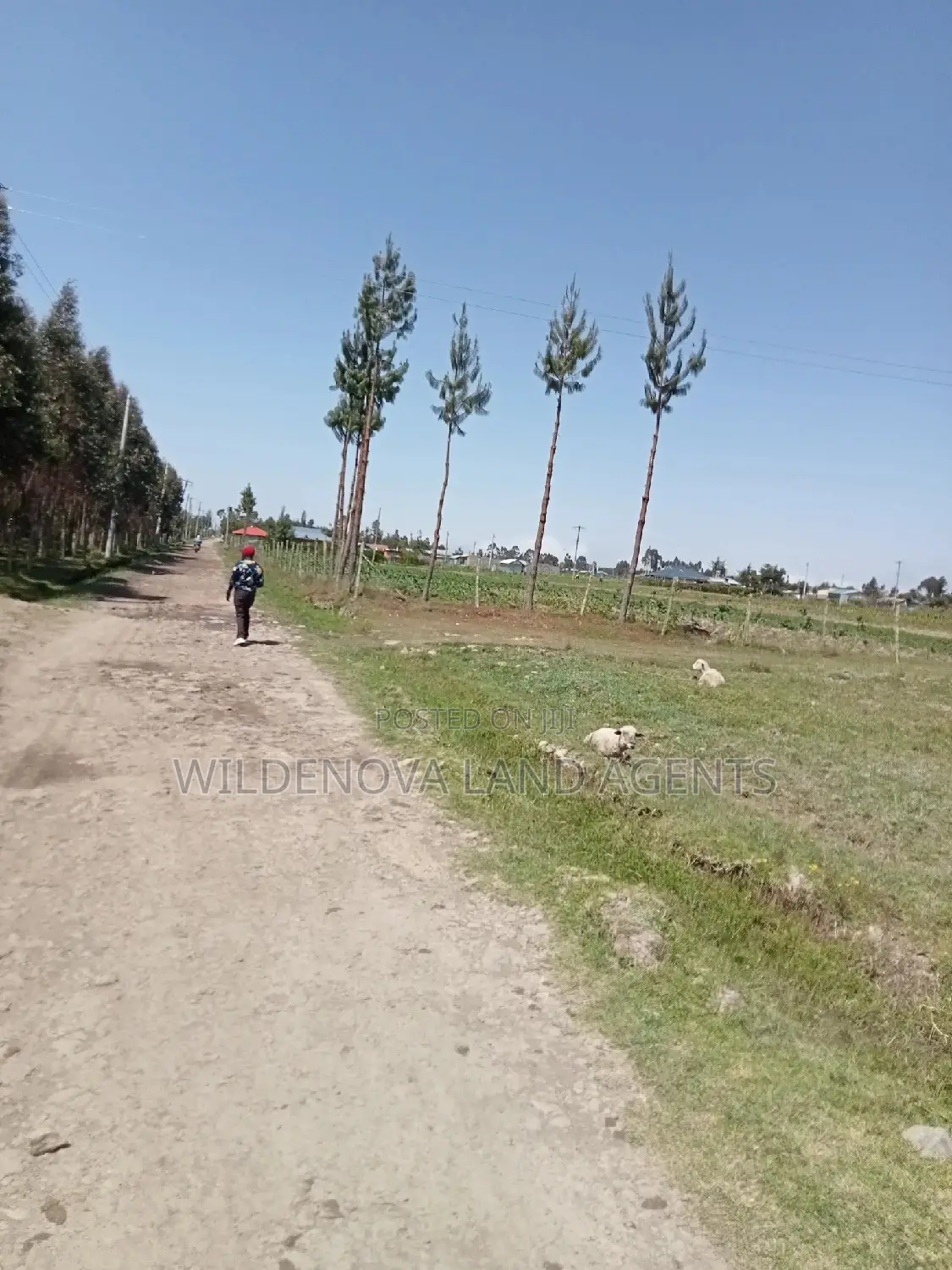 2 Acre Land on Sale at Magumu Kinangop