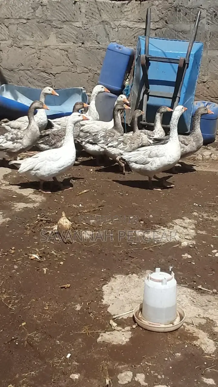 Mature Goose Geese Gander for Sale - Per Bird