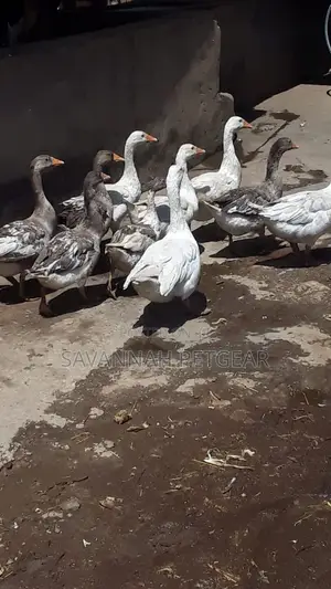 Mature Goose Geese Gander for Sale - Per Bird