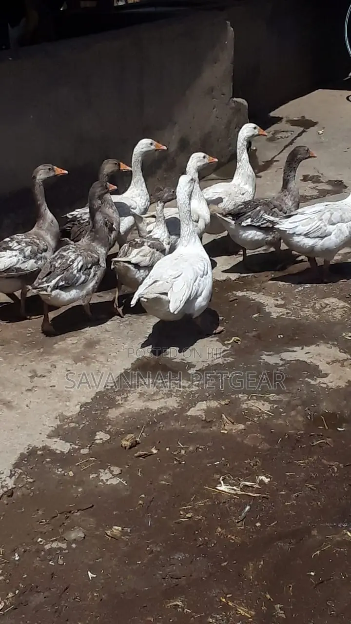 Mature Goose Geese Gander for Sale - Per Bird