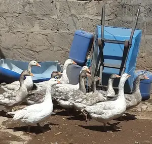 Mature Goose Geese Gander for Sale - Per Bird