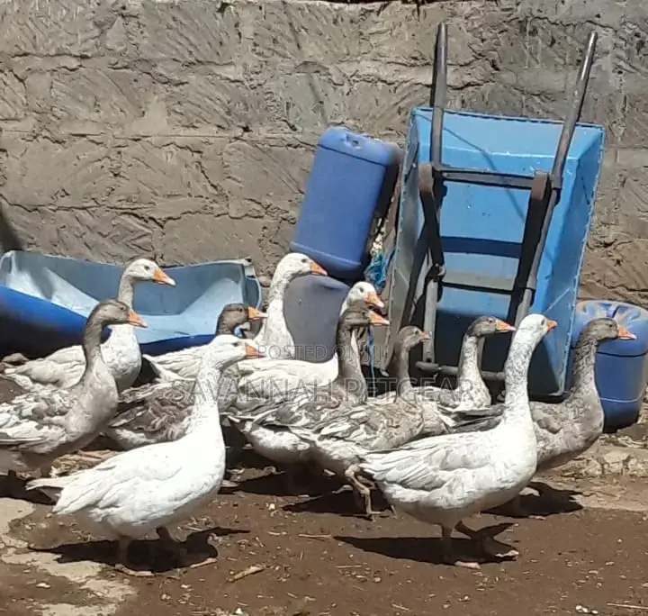 Mature Goose Geese Gander for Sale - Per Bird