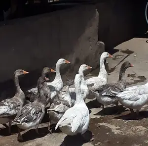 Mature Goose Geese Gander for Sale - Per Bird