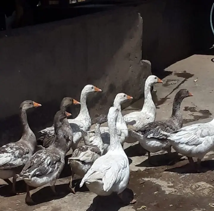 Mature Goose Geese Gander for Sale - Per Bird