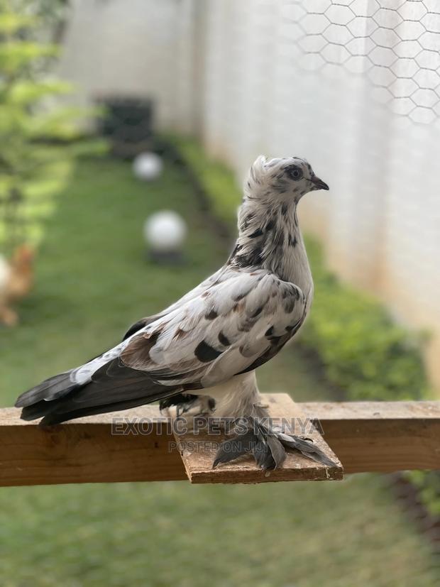 Shungi Flare Soksi Females for Sale