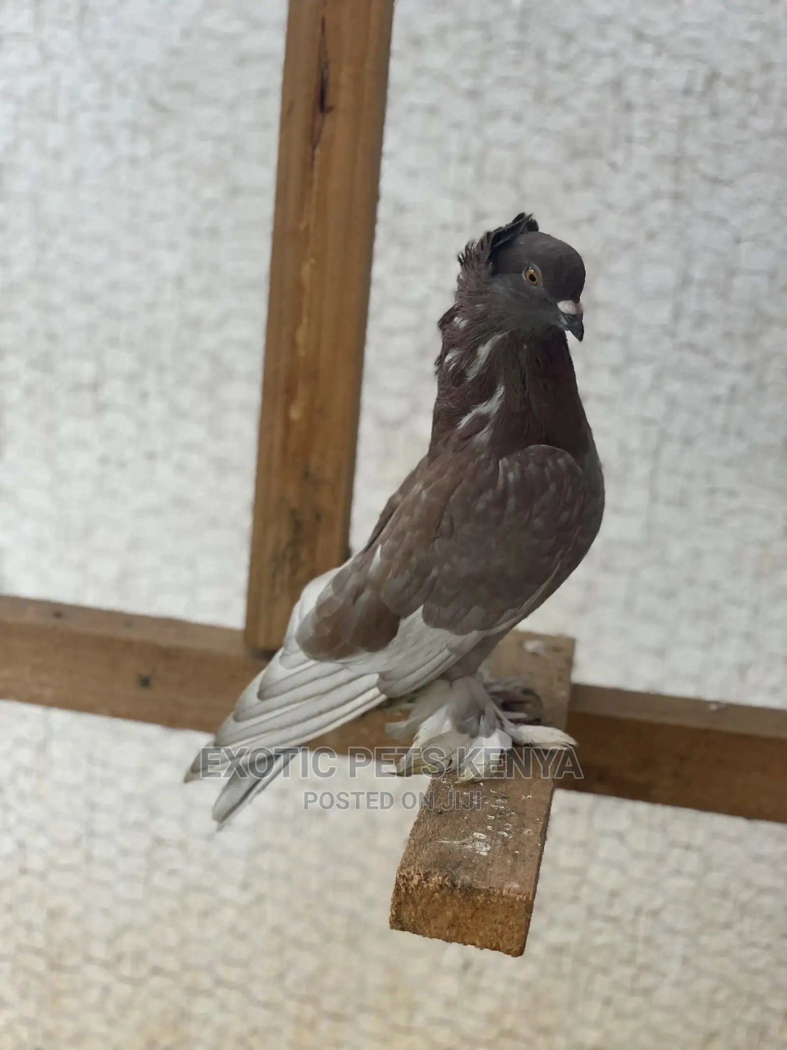 Shungi Flare Soksi Females for Sale