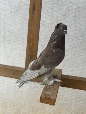 Shungi Flare Soksi Females for Sale