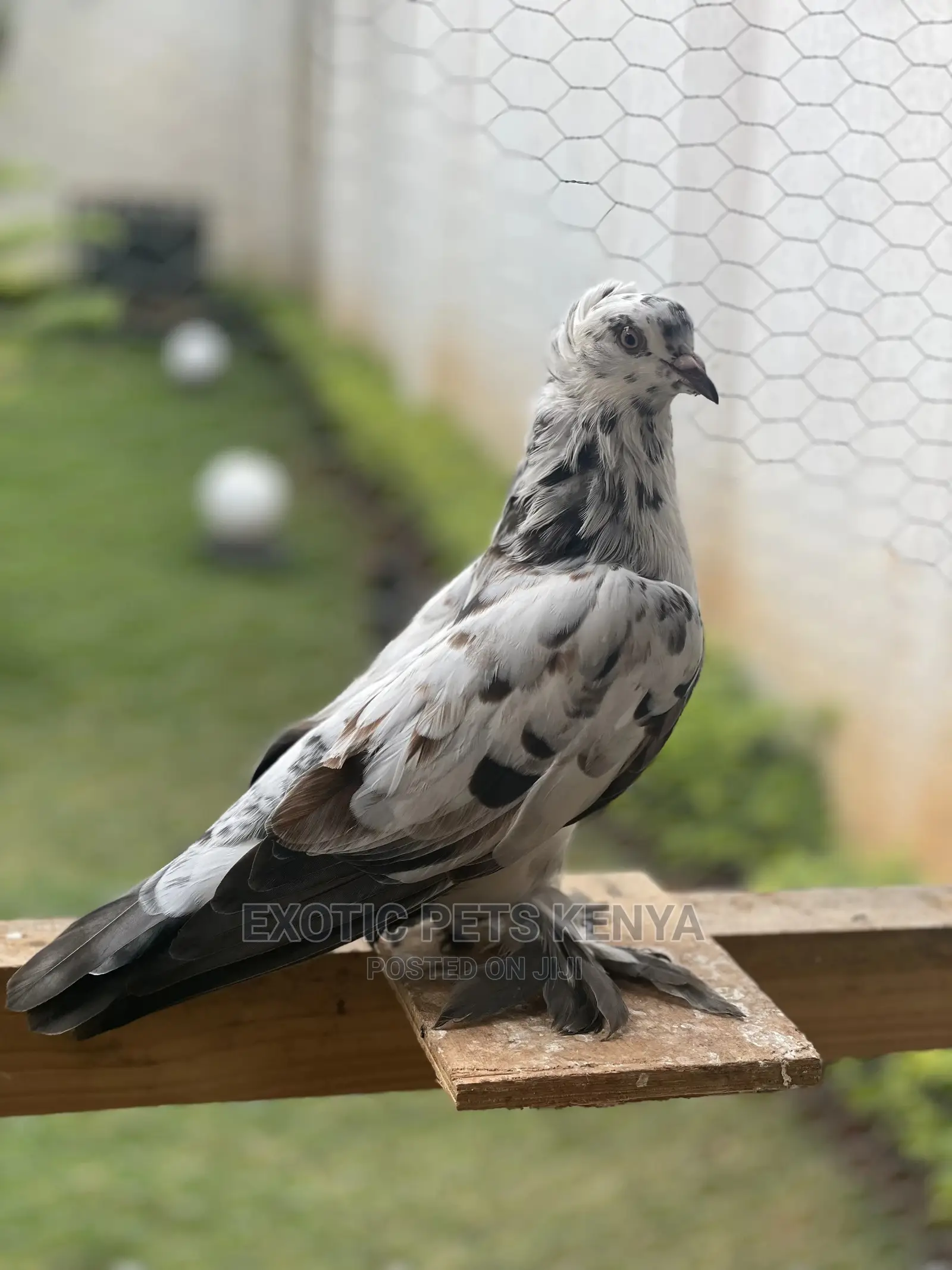 Shungi Flare Soksi Females for Sale