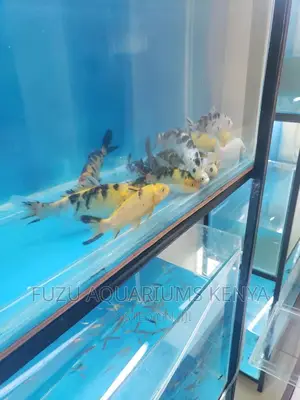 Koi Fish Coloured