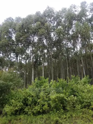 One Acre Plot in Lavington for Sale