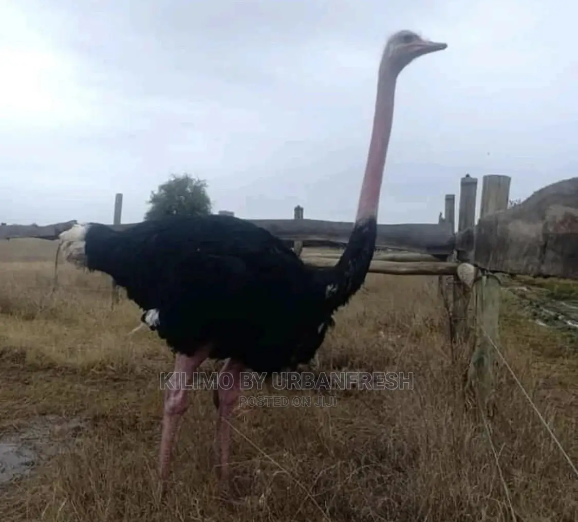 Ostrich Chick Mature