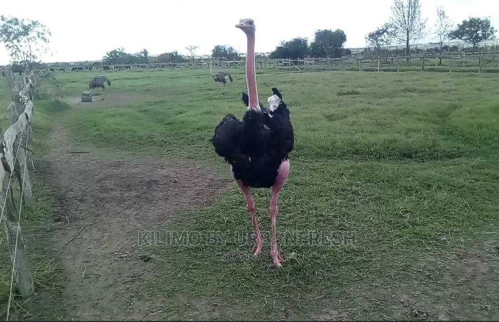 Ostrich Chick Mature