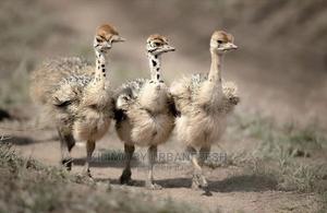 Ostrich Chick Mature - thumbnail 2