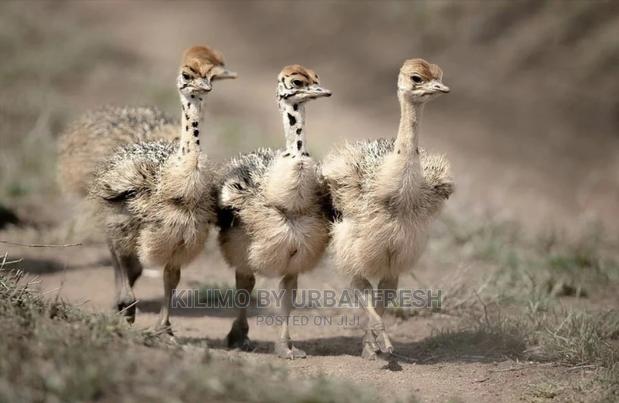 Ostrich Chick Mature - main view