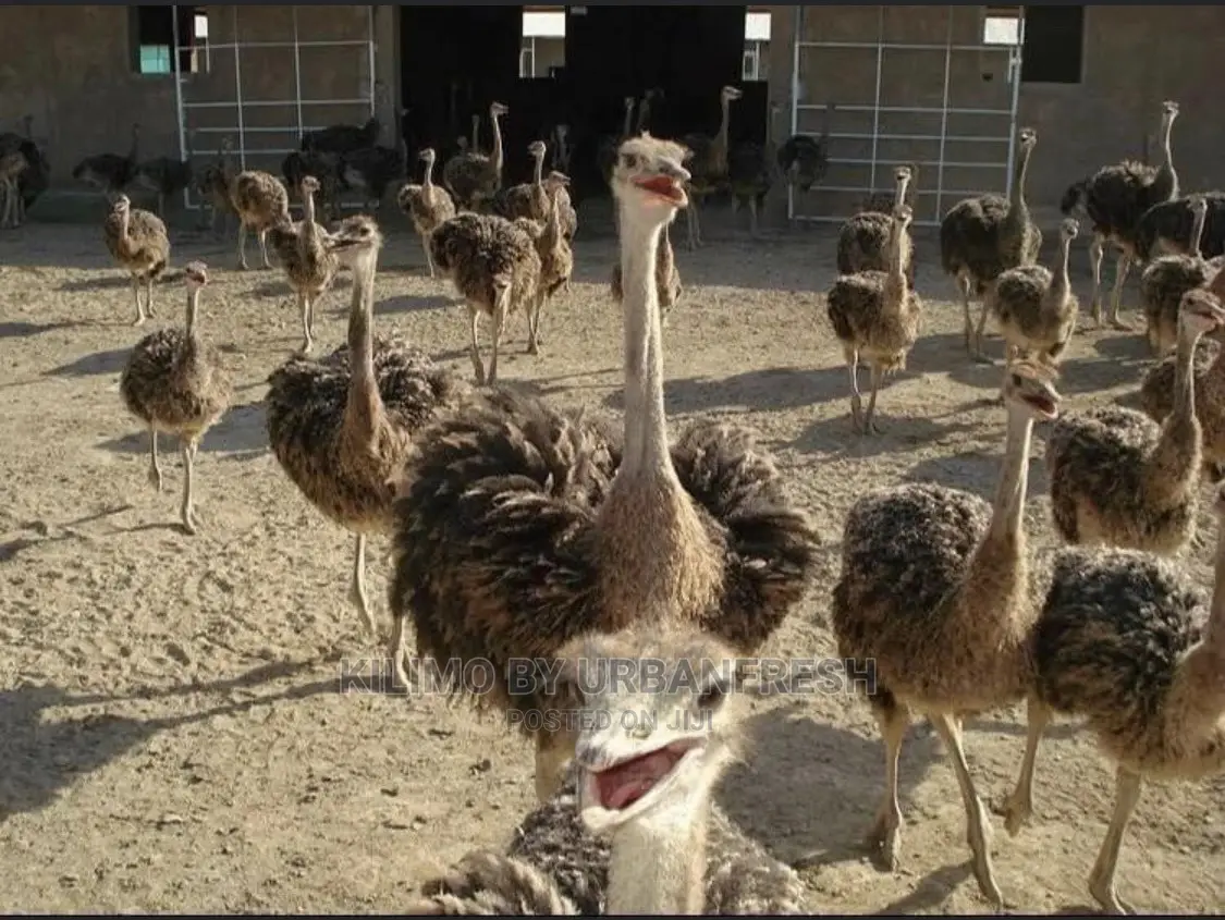 Ostrich Chick Mature