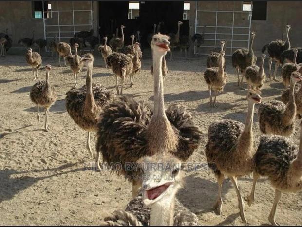 Ostrich Chick Mature - thumbnail 4