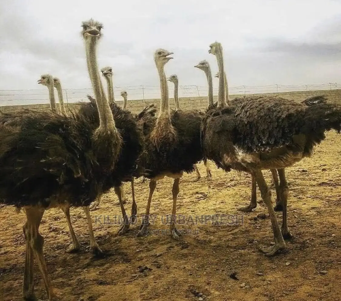 Ostrich Chick Mature