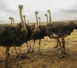 Ostrich Chick Mature